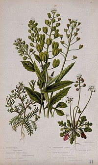 Six flowering plants, including penny cress (Thlaspi arvense) and shepherd's purse (Capsella bursa-pastoris). Chromolithograph by W. Dickes & co., c. 1855.