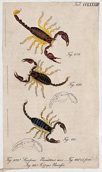 Three scorpions: a male and female Scorpius banaticus and Scorpius nicensis. Coloured engraving.