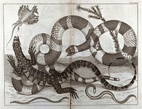 Snakes and lizards. Etching, 18--.