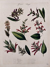Seven different types of sage (Salvia species): flowering stems and leaves. Coloured lithograph.
