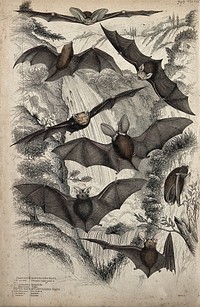 Eight different specimen of bats shown with spread and folded wings. Coloured etching by S. Milne.