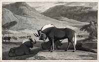 Three white-tailed gnus and some ostriches on an African plain. Aquatint.