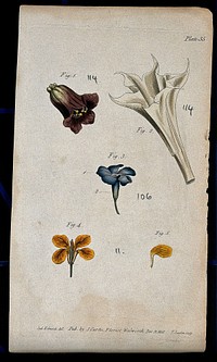Four examples of single flowers: a deadly nightshade, thorn apple, periwinkle and wallflower. Coloured etching by F. Sansom, c. 1802, after S. Edwards.