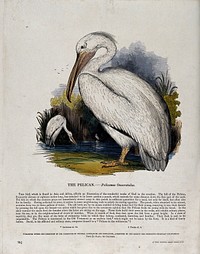 A pelican standing in front of a lake in which two other pelicans are already hunting for food. Coloured wood engraving by J. W. Whimper.