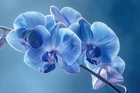Blue orchid outdoors blossom nature.