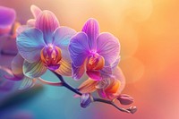 Rainbow orchid blossom flower plant.