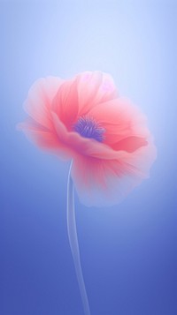Blurred gradient red poppy outdoors flower nature.