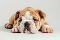 Puppy bulldog animal mammal.