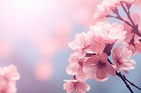Pink cherry blossom and peony flower backgrounds outdoors nature.