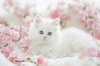 White cute wallpaper animal mammal kitten.