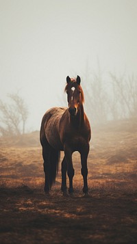 Horse stallion mammal animal.