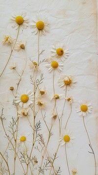 Chamomile wallpaper flower backgrounds pattern.