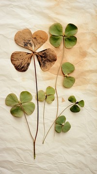 A clover wallpaper plant leaf herb.