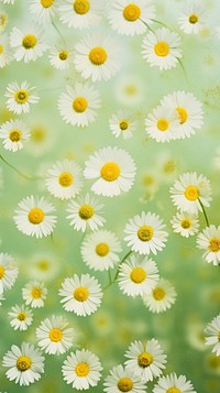Pressed chamomile wallpaper flower backgrounds outdoors.