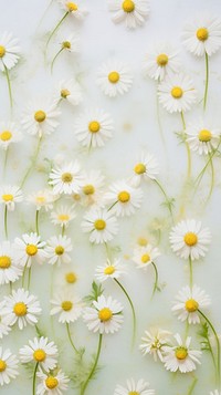 Pressed chamomile wallpaper flower backgrounds daisy.