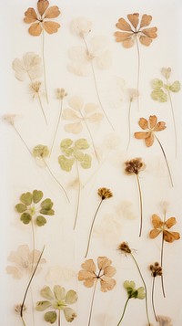 Real pressed clover wallpaper backgrounds pattern flower.