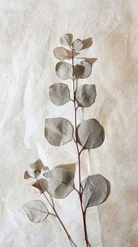 Eucalyptus wallpaper plant leaf freshness.