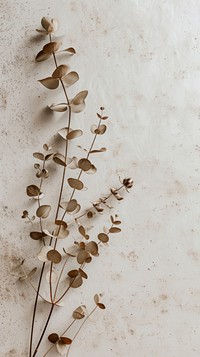 Eucalyptus wallpaper flower plant leaf.