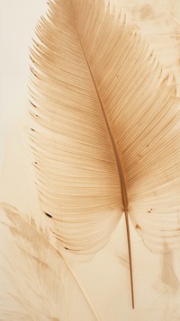 Palm leaf wallpaper backgrounds plant text.