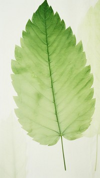 Tropic leaf wallpaper plant green tree.