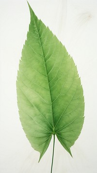 Tropic leaf wallpaper plant green herbs.