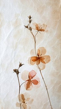 Wedding flower wallpaper pattern petal plant.