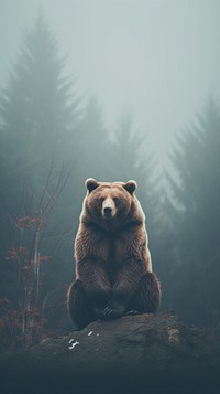 Nature bear wildlife outdoors.