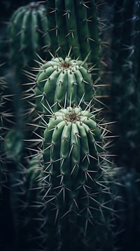 Cactus nature plant tranquility.