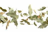 Bay leaf spices backgrounds plant white background.