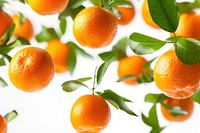Orange fruits grapefruit plant food.