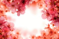 Sakura backgrounds blossom flower.