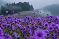 Purple flower field landscape grassland lavender.