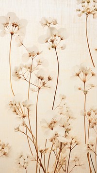 Real pressed gypsophila flowers backgrounds wallpaper pattern.