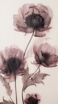 Real pressed dark peonies flower drawing sketch.