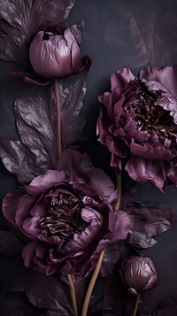 Real pressed dark peonies flower purple plant.
