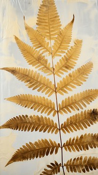 Real pressed fern leaves plant leaf pattern.