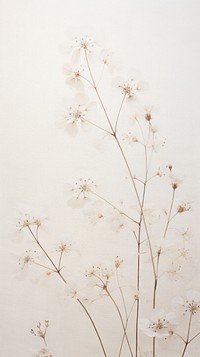 Real pressed gypsophila flowers backgrounds plant wall.