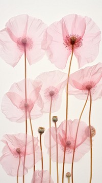 Real pressed pink poppy flowers petal plant red.