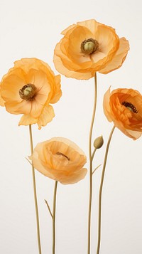 Real pressed ranunculus flowers poppy plant inflorescence.