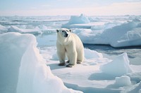 Polar bear wildlife outdoors nature.
