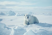 Polar bear wildlife outdoors mammal.