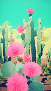Cactus outdoors nature flower.