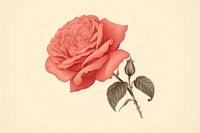 Litograph minimal vintage rose flower petal plant.