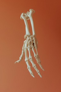 Photo of bone fracture anatomy finger.