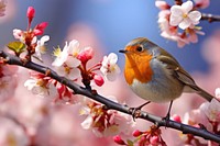Nature flower robin bird.