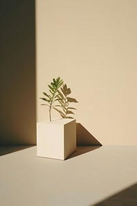 Shadow on solid background plant houseplant flowerpot.