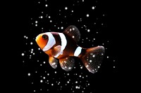 Clownfish sparkle light glitter animal black background pomacentridae.