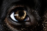 Dog eyes sparkle light glitter animal mammal black.