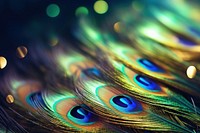 Peacock bird feather sparkle light glitter backgrounds pattern animal.