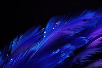 Splendid fairy wren bird feather sparkle light glitter backgrounds blue black background.